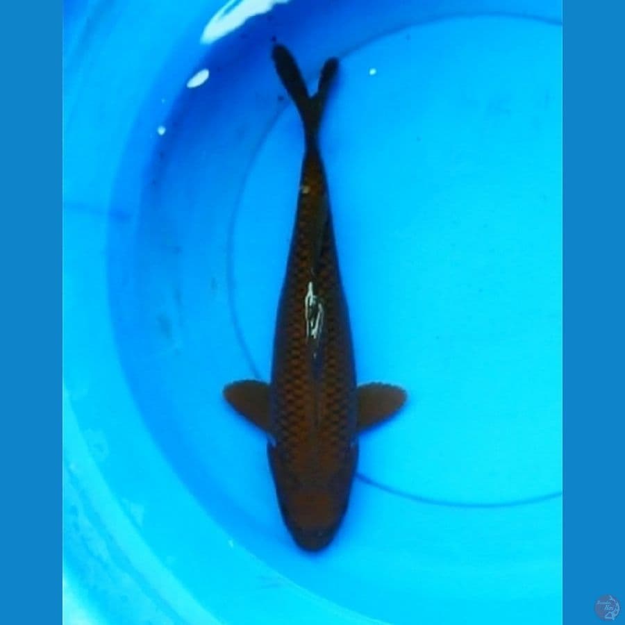 Chagoi tembaga ring rapi bulky 35 cm