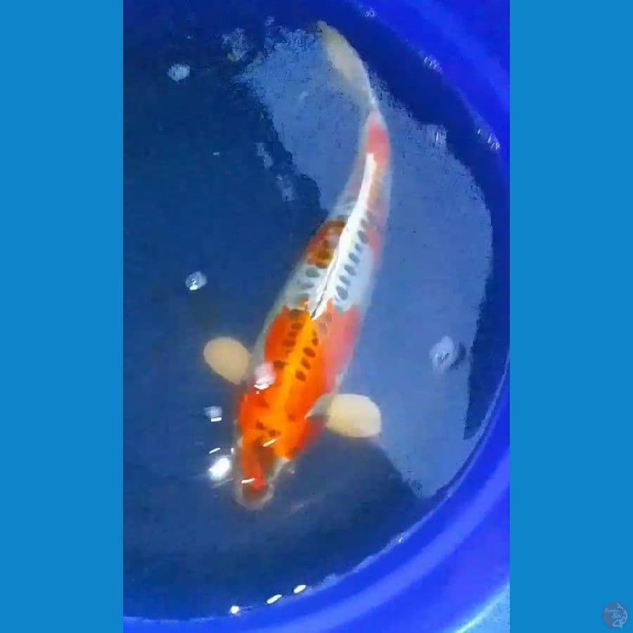Kikokuryu Male 47cm™
