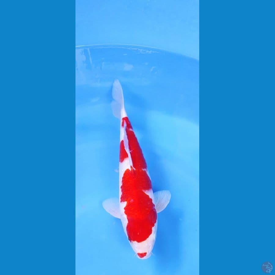 KOHAKUU 36 CM ORIGINAL