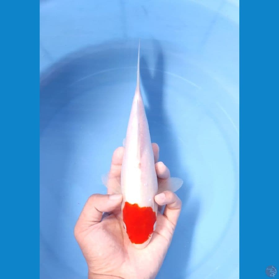 BAHAN TANCHO KOHAKU 23 CM - MALE 