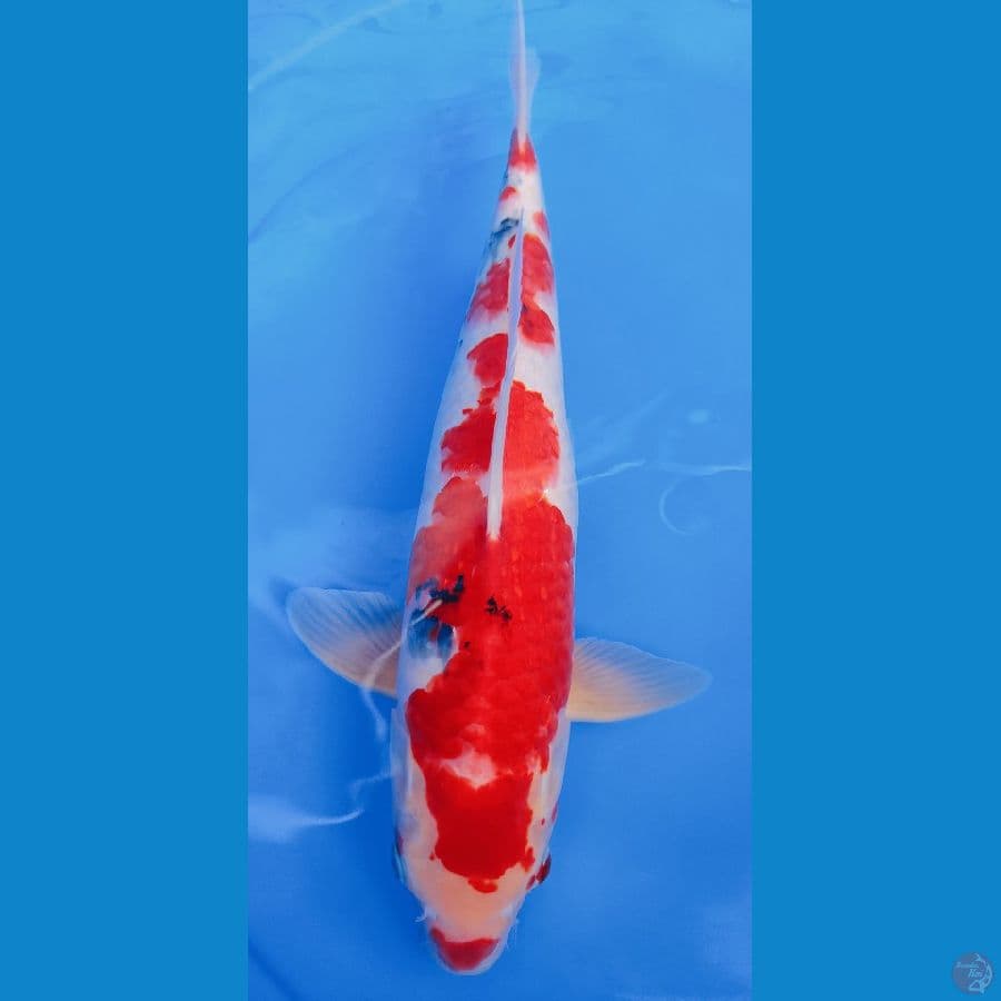 sanke red 35cm