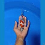 showa doitsu 20 cm