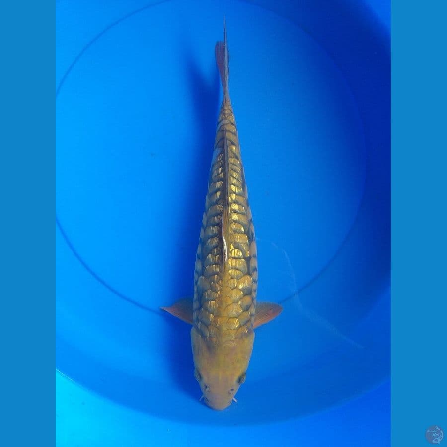 Aragoke Midori 35cm/Female