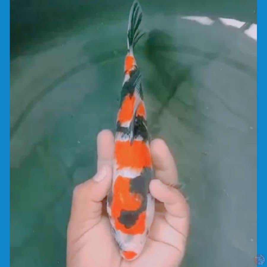 male 23 cm