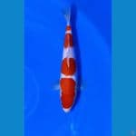 Kohaku Cutting 30cm
