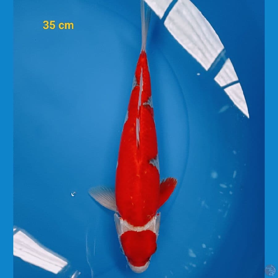 mail strong 35 cm