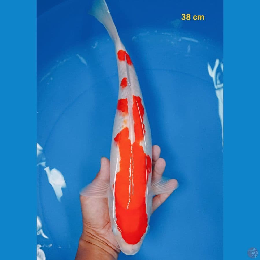 kohaku 38 cm