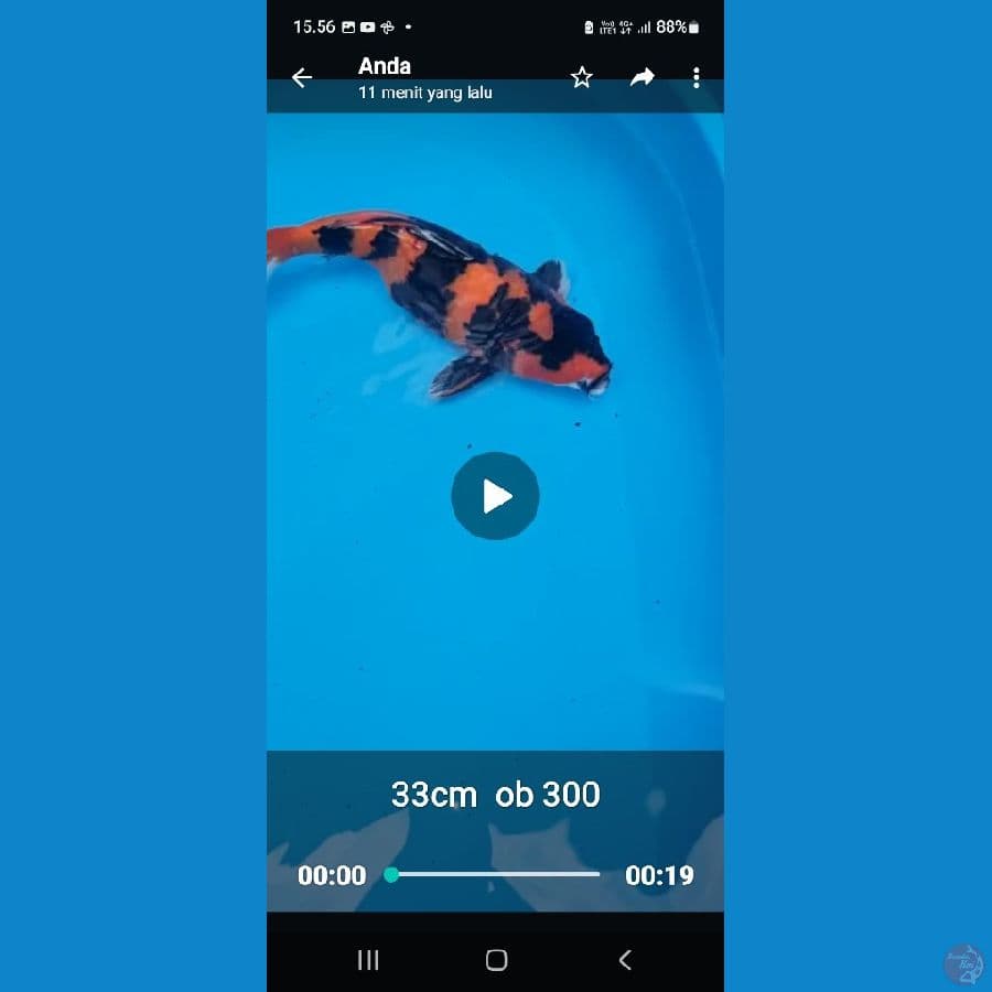 kenzo koi farm Madiun