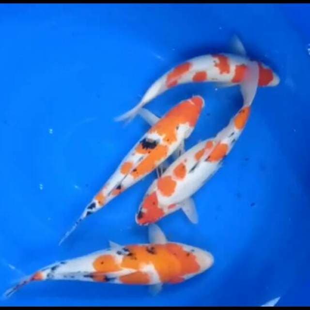 Showa kohaku sanke mix 4 ekor. 