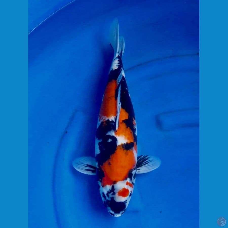 45cm , Jumb Showa