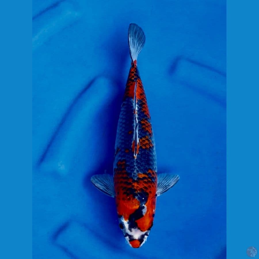 30cm , Ghoshiki 
