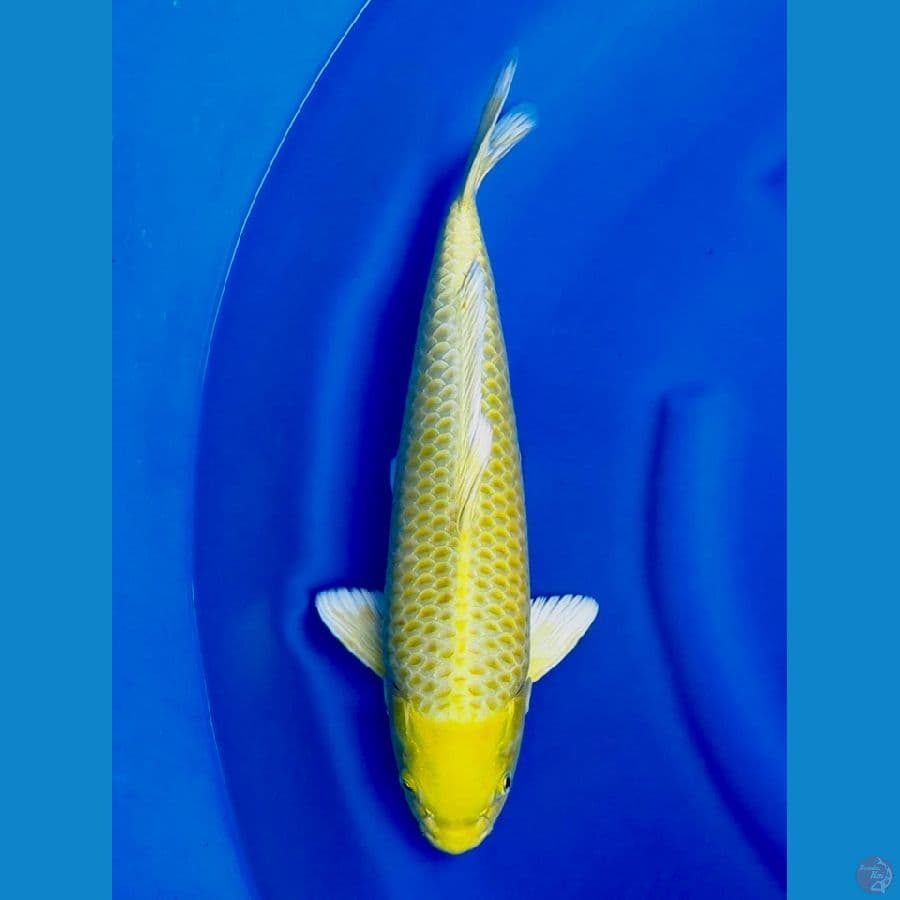43cm , F1 male ogon ,