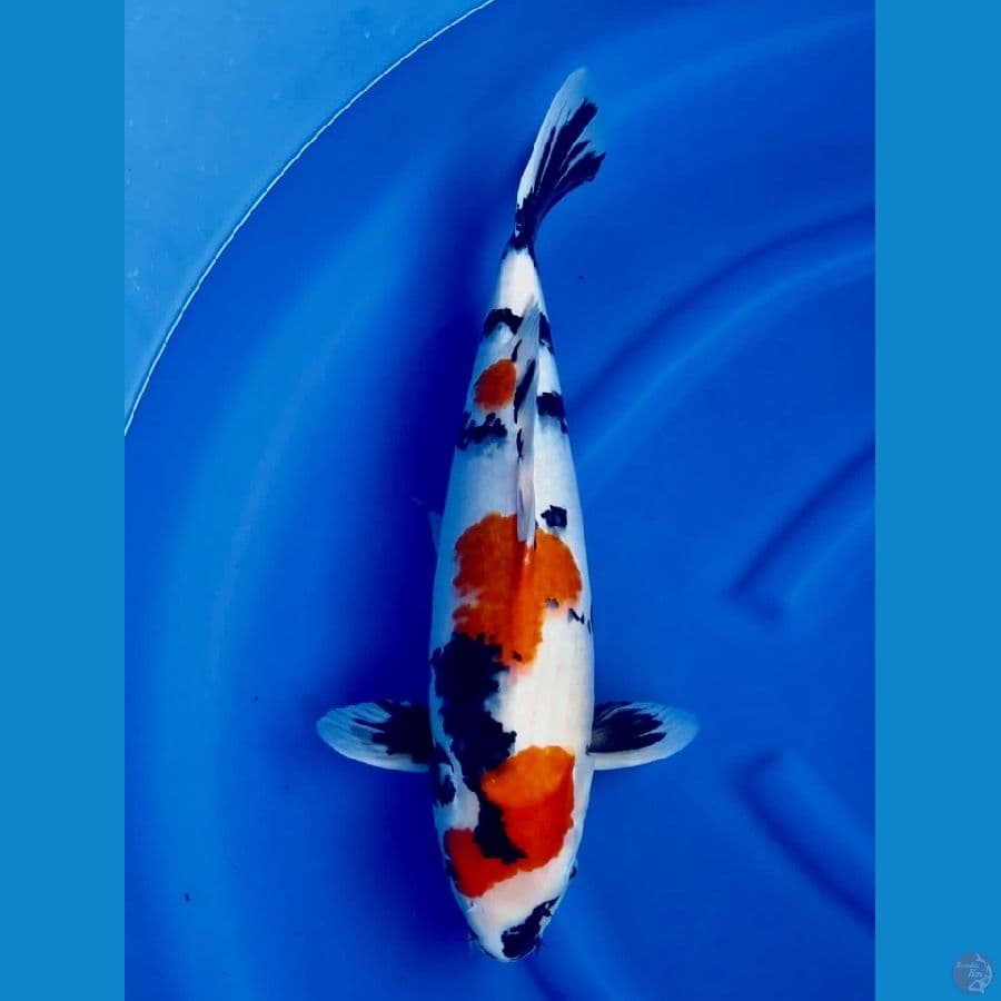50 cm kindai showa 
