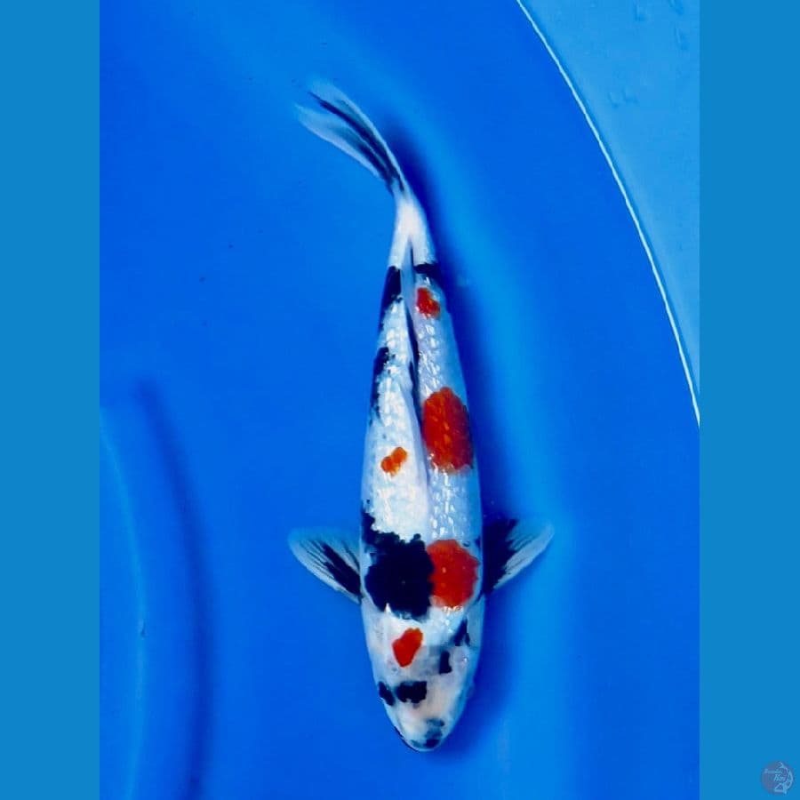 30cm , Showa Ginrin SQ 