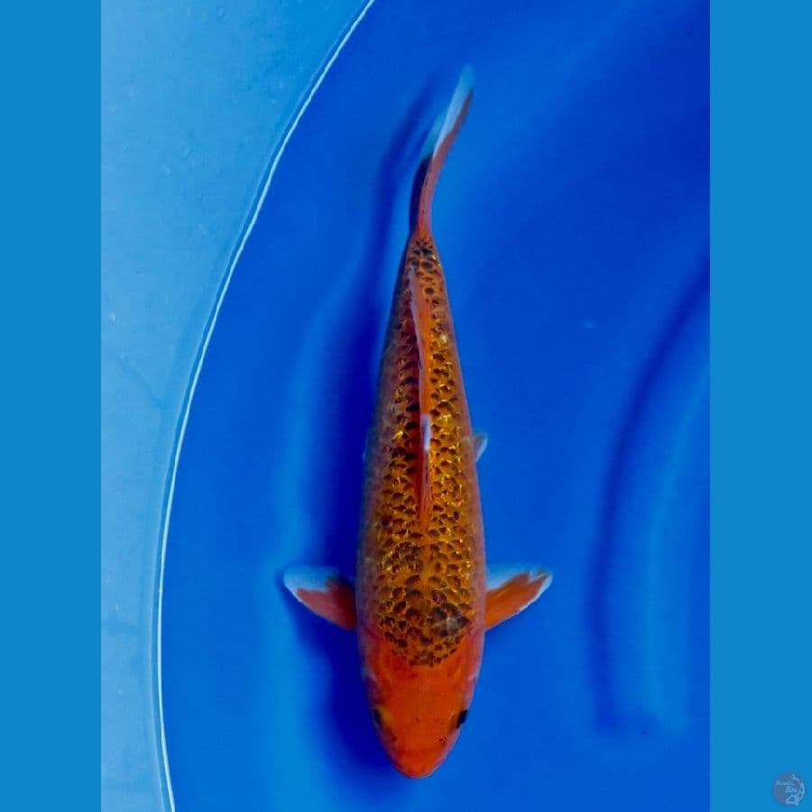 34cm ,Matsuba male 