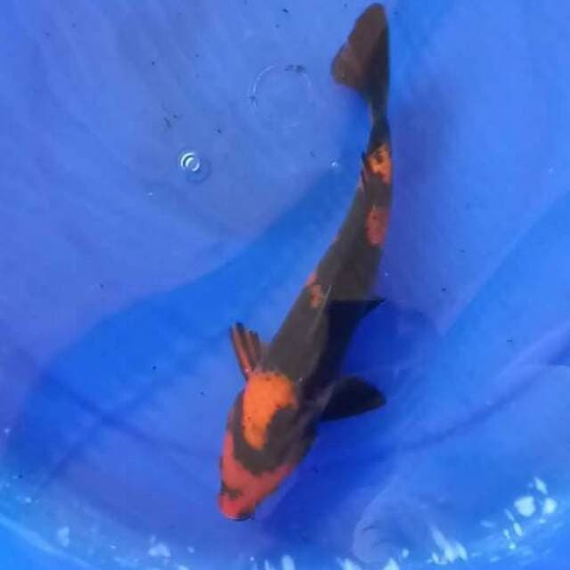 Hiutsuri 27cm