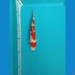KOHAKU  kuci beni 17cm