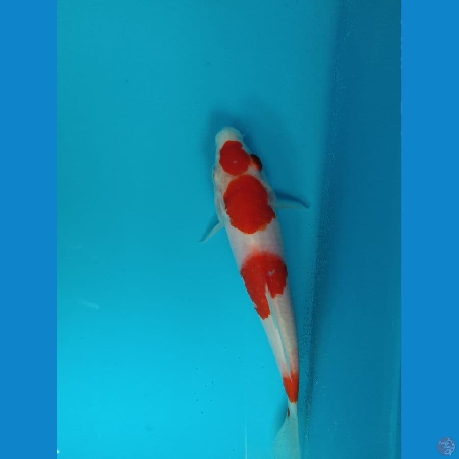 maruten sanke tategoi 17cm