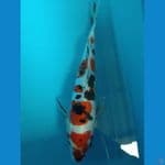 shosanke doits 20cm