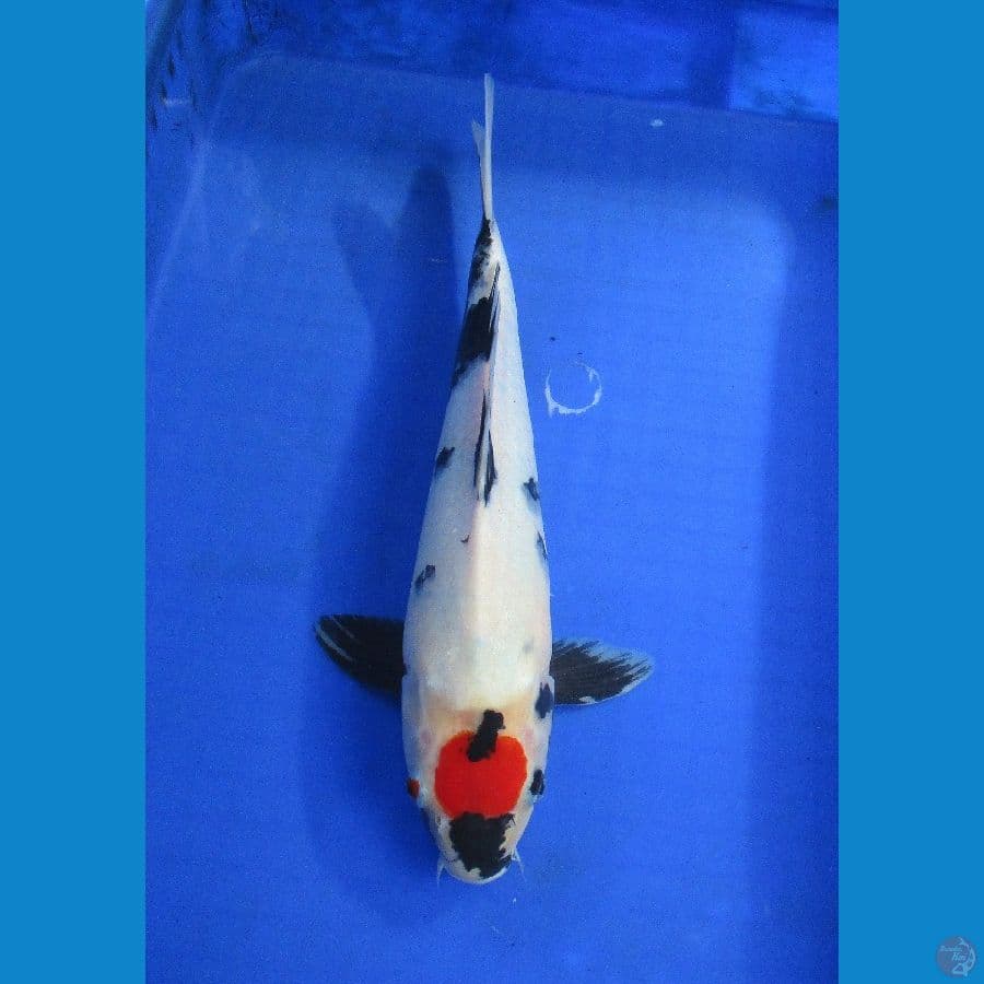 tancho 35bu