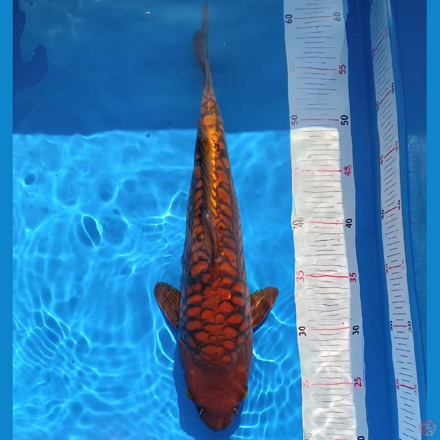Aragoke male 40 bu