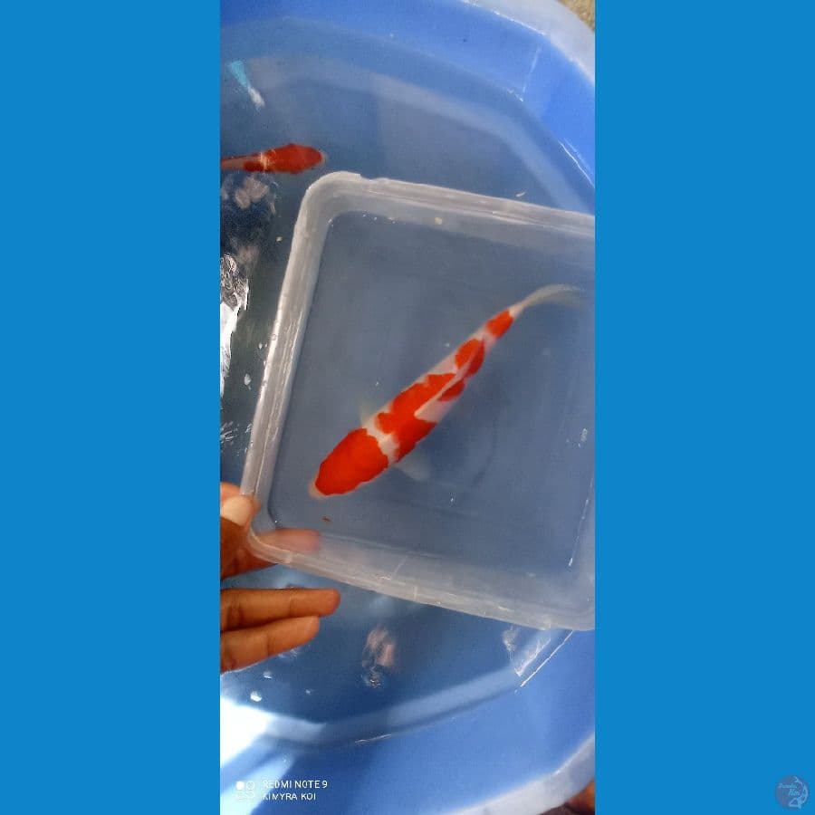 kohaku
