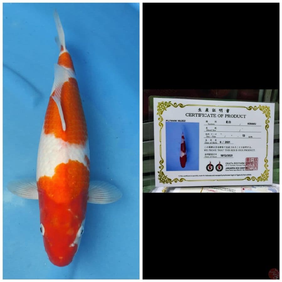 Ogata Kohaku