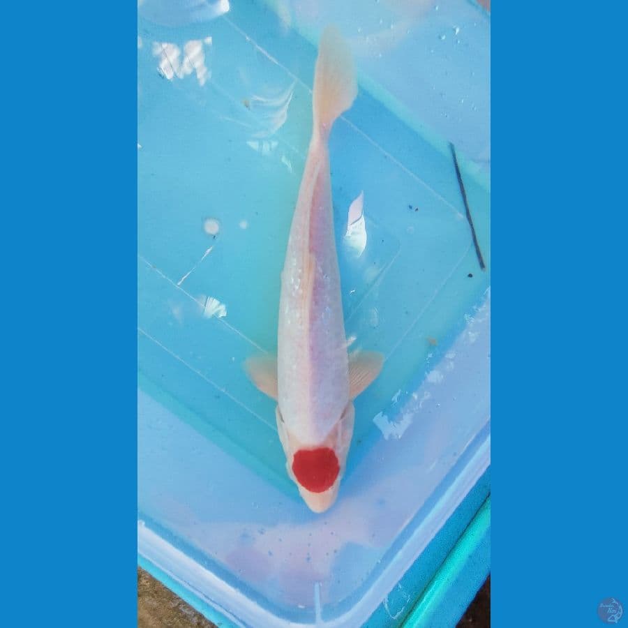 TANCO kohaku ory 31 cm
