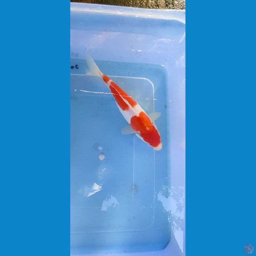 kohaku doitsu 22 cm