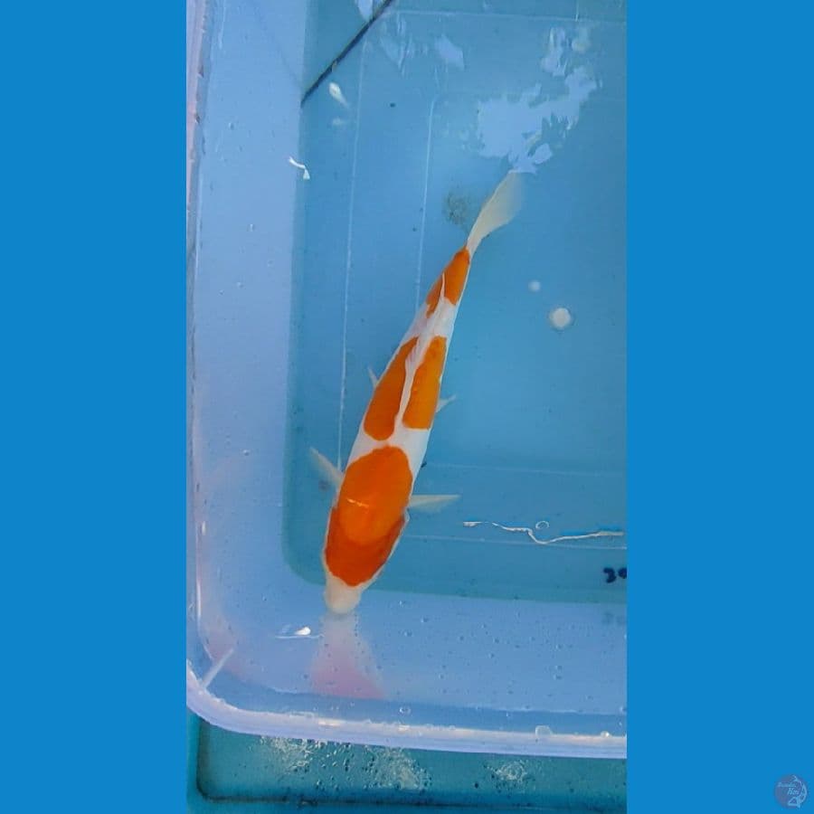 kohaku soit murni ory 24 cm