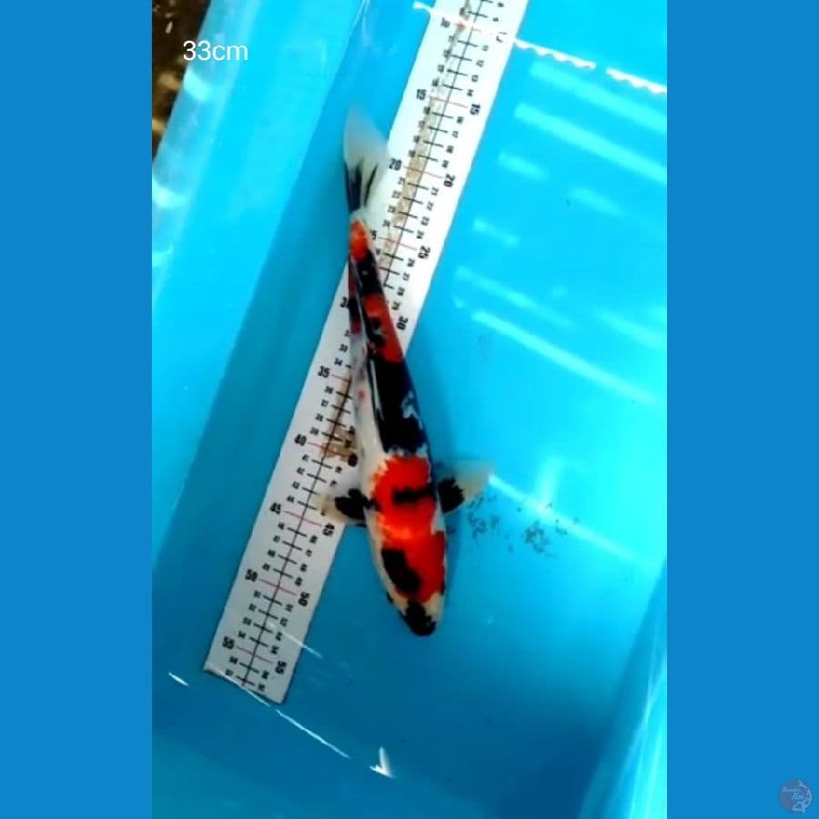 Showa Jantan 33cm