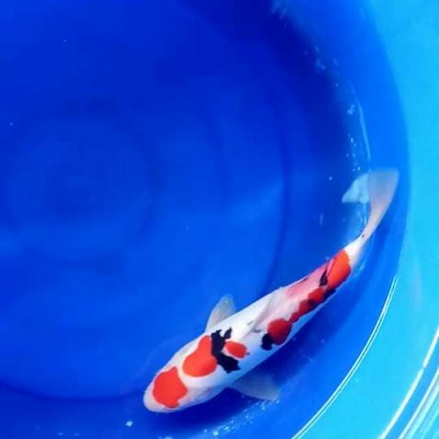 Maruten sanke 32cm