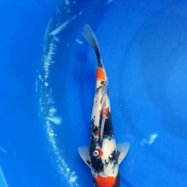 Showa 29cm