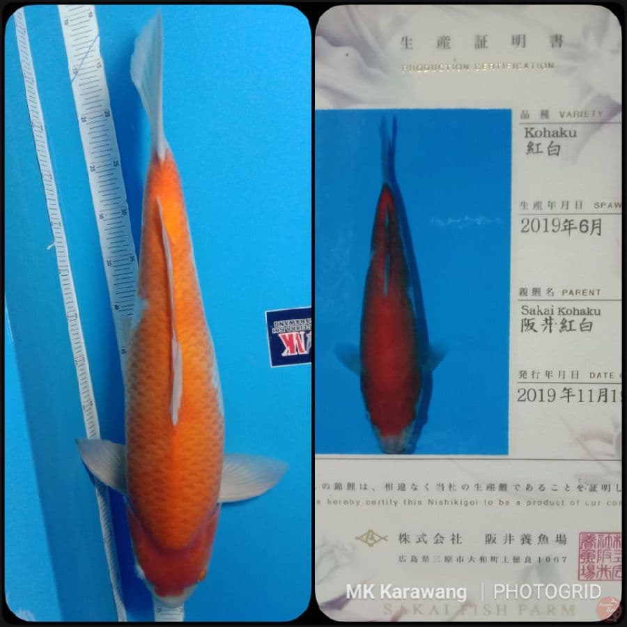 Kohaku import SAKAI