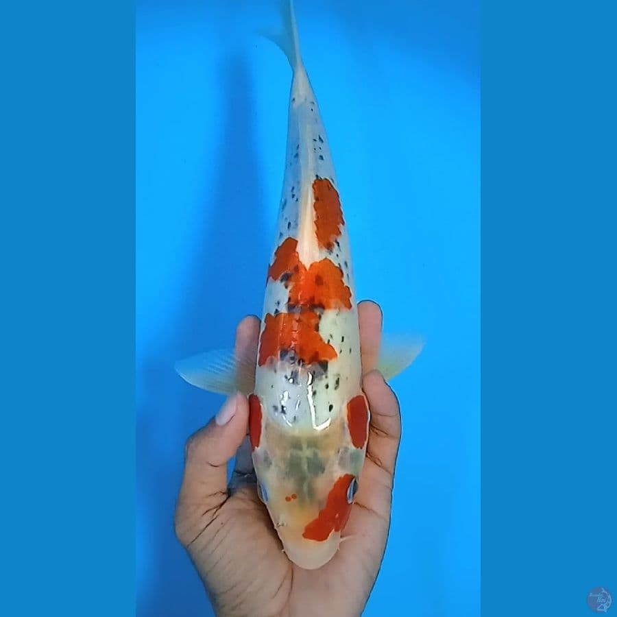 goshiki : 31 cm