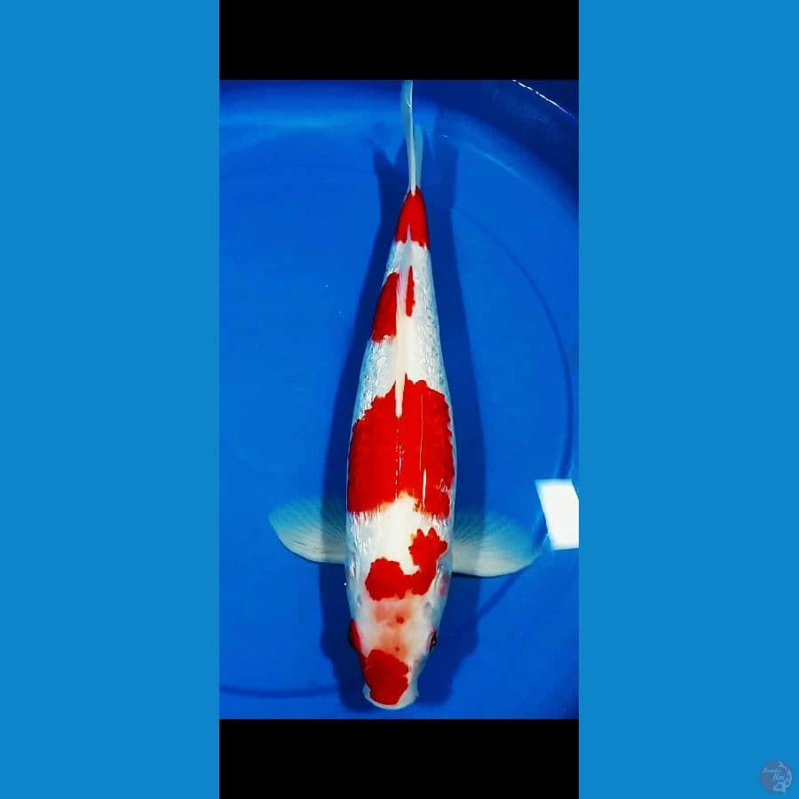 Kohaku Ginrin A 38CM Male