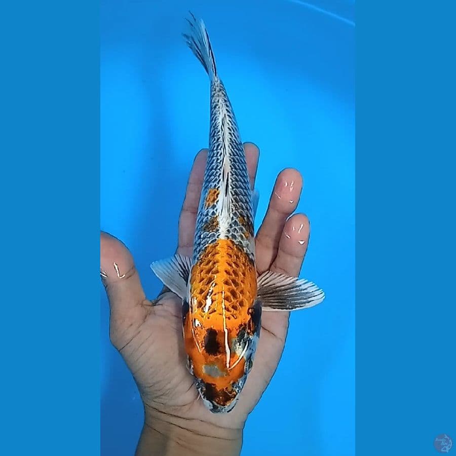 beni gingga : 25 cm
