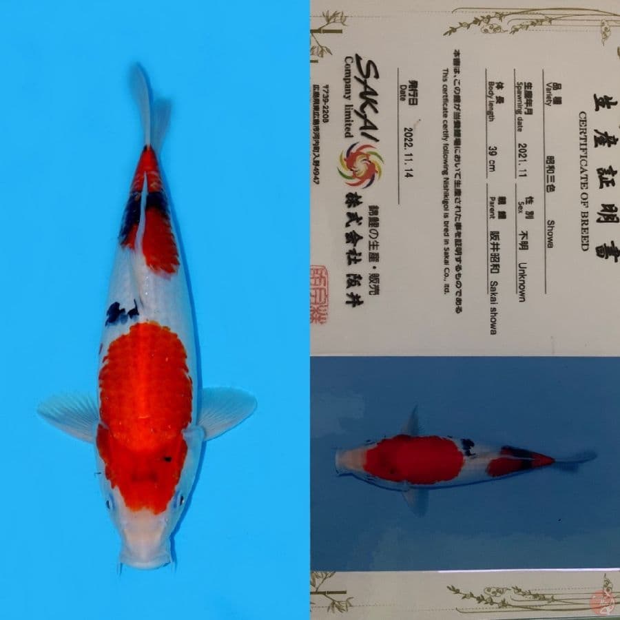 NIDAN SHOWA SQ SAKAI 39CM