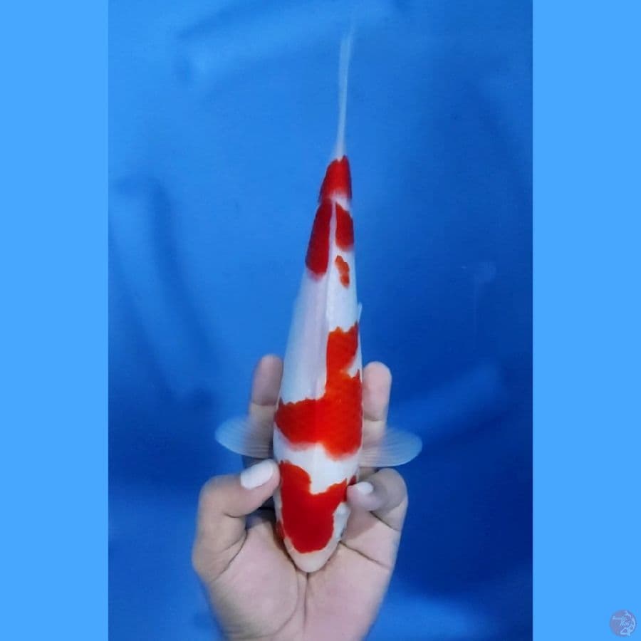26CM # KOHAKU - M
