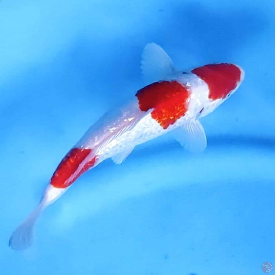 23CM # KOHAKU GINRIN - M