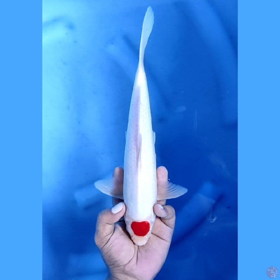 29CM # TANCHO KOHAKU - M