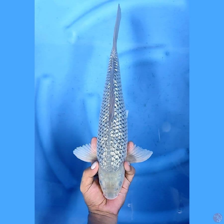 39CM # KINGINRIN SORAGOI - M