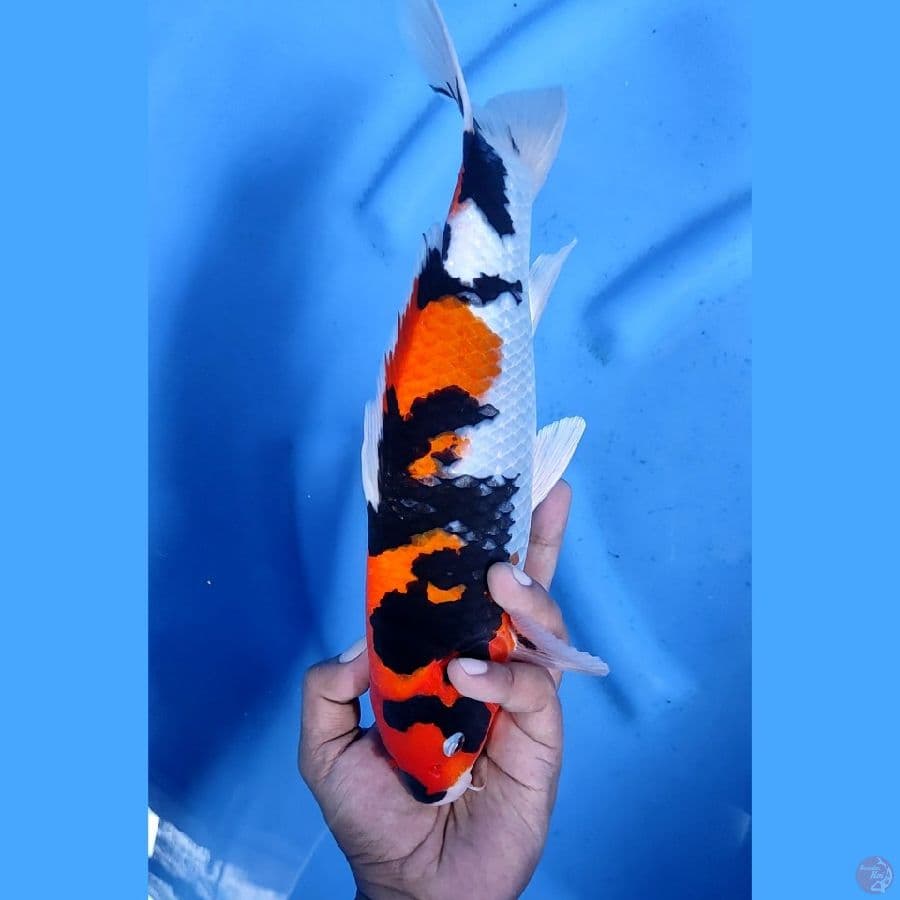 31CM # SHOWA berLAFADZ - M