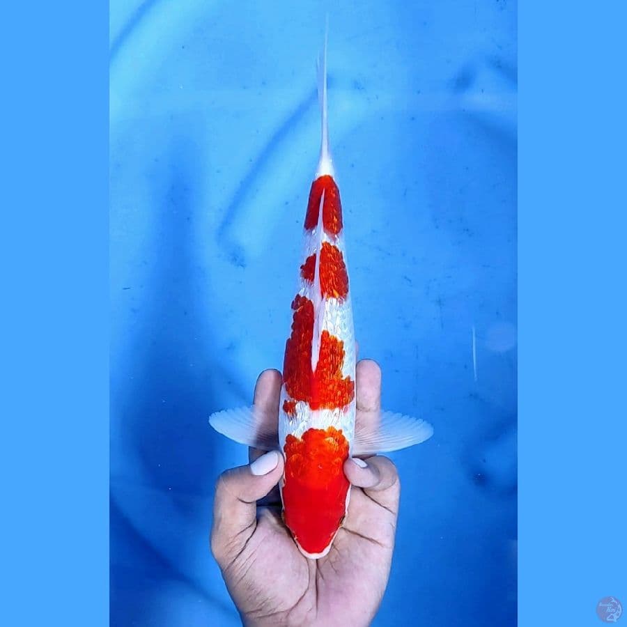 29CM # AI GOROMO GINRIN - M