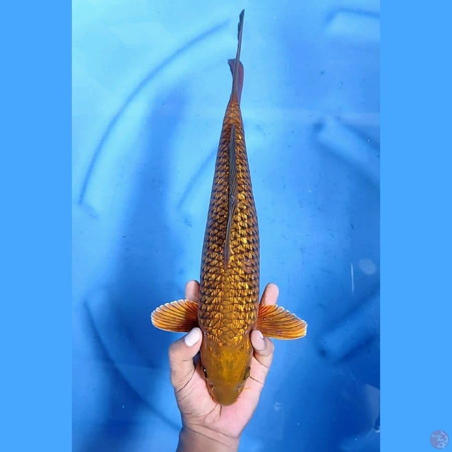 39CM # CHAGOI GINRIN - F