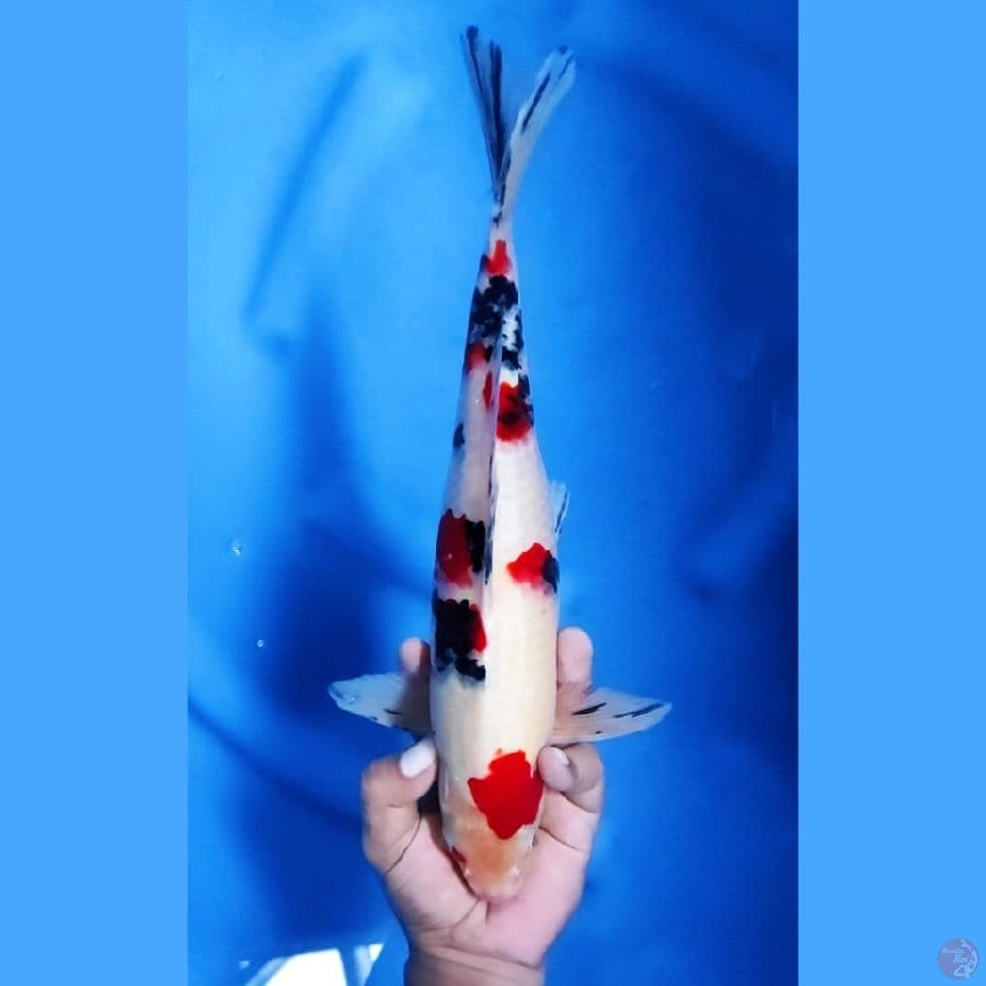 34CM # SANKE SAKURA - M