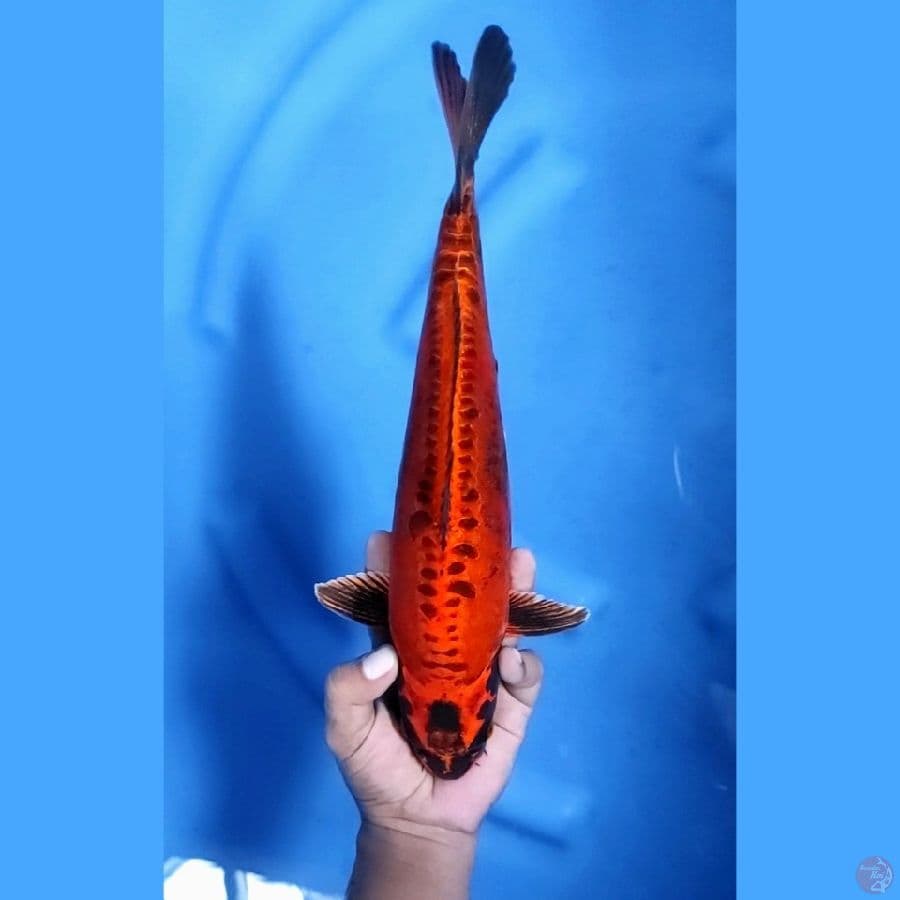 35CM # RARE KAWARIMONO PUNUK - M