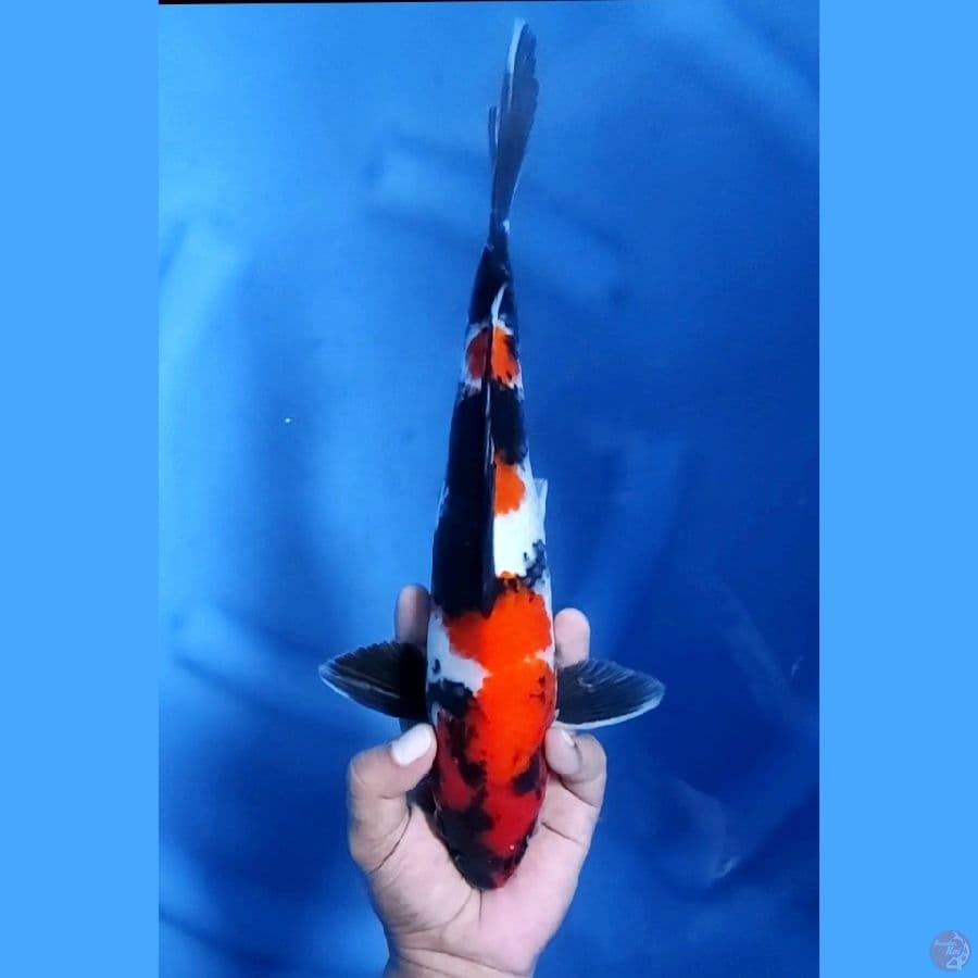 32CM # SHOWA ISTIMEWA - M