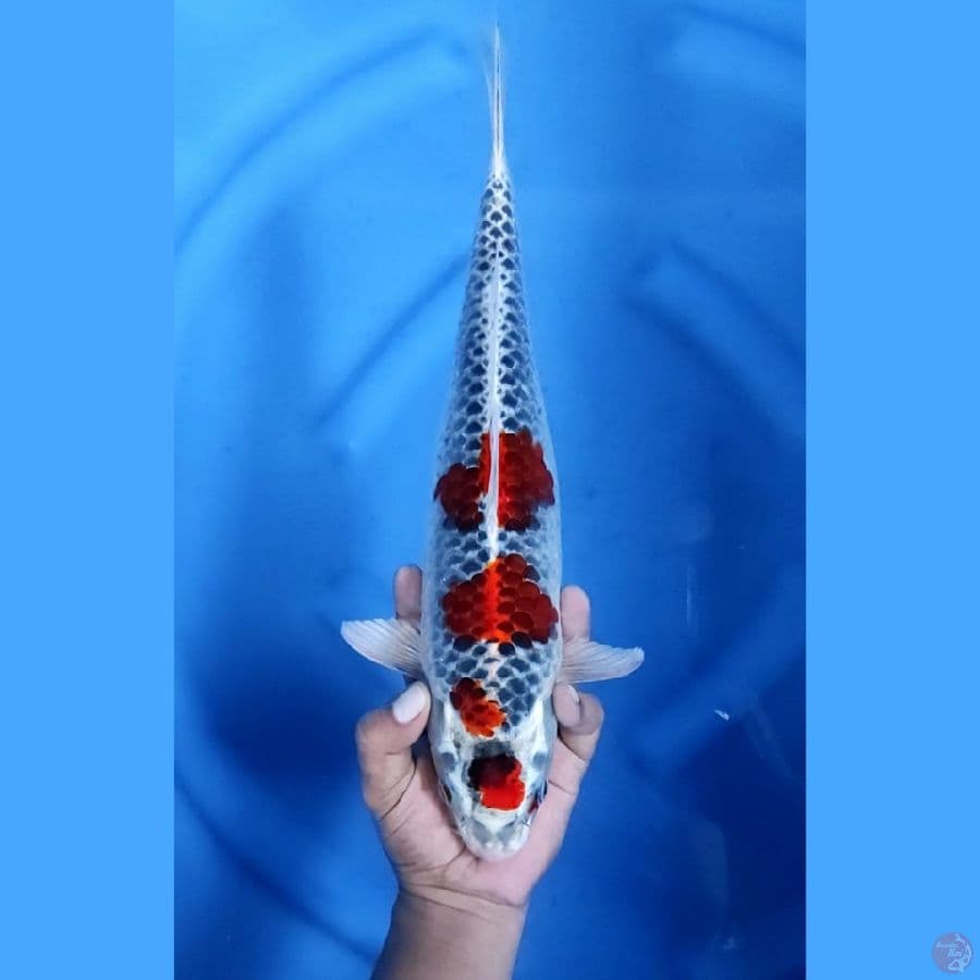 37CM # RED KUJAKU - F