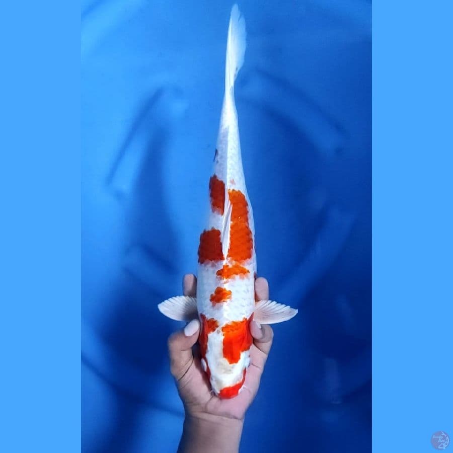 37CM # KOHAKU HIKARI - F